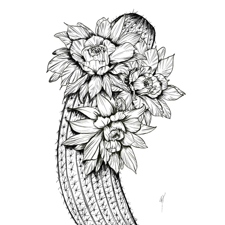 cactus flower digital illustration illustrator procreate kristine palmer reno designer