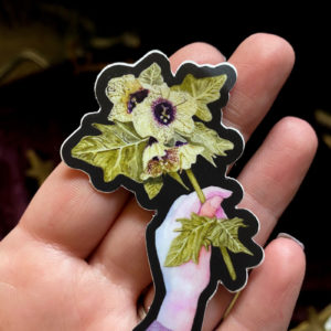 watercolor, sticker, illustration, henbane, baneful herbs, poisonous flower