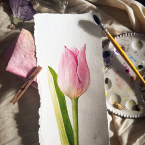 watercolor, botanical art, tulip art, pink tulip, reno artist, reno illustrator, award winning illustration