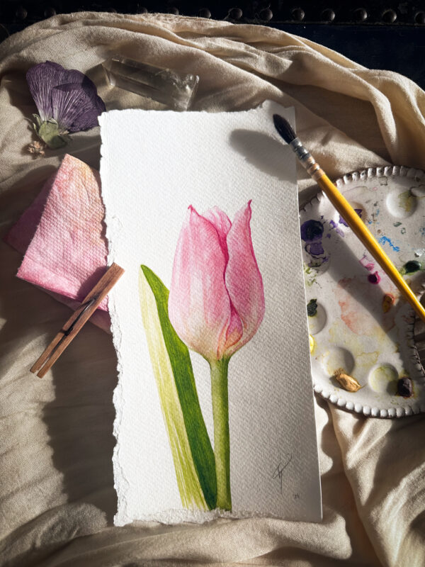 watercolor, botanical art, tulip art, pink tulip, reno artist, reno illustrator, award winning illustration