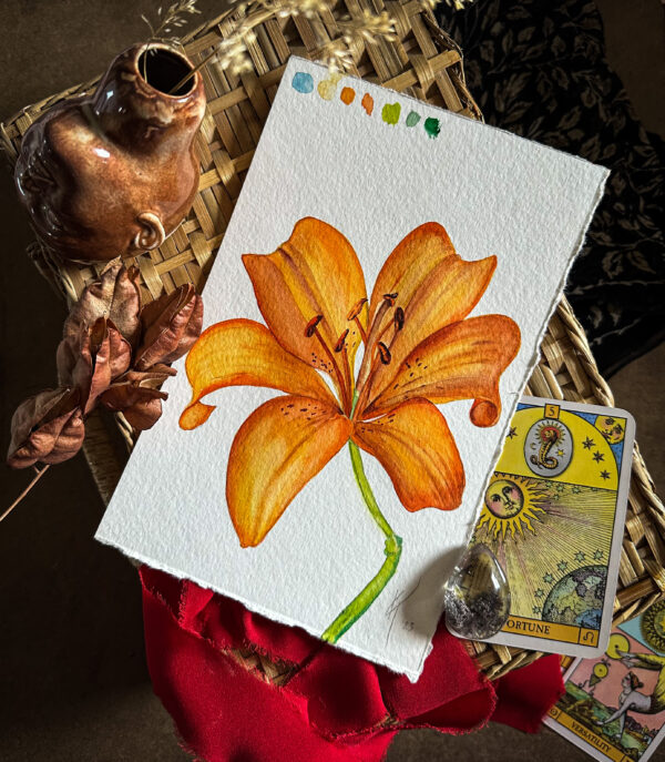 tiger lily, botanical art, watercolor art, collector art