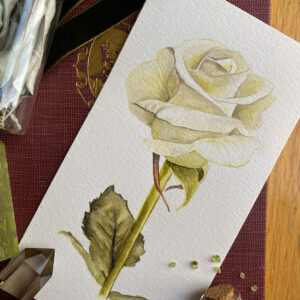 pale ivory rose, rose watercolor, botanical art, reno nevada watercolor artist
