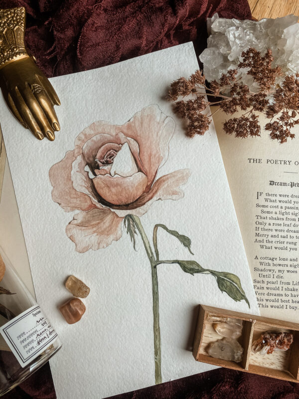 peach rose, botanical art, original watercolor, art collector,