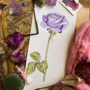 purple rose, watercolor, painting, original art for sale, botanical artist