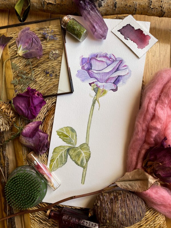 purple rose, watercolor, painting, original art for sale, botanical artist