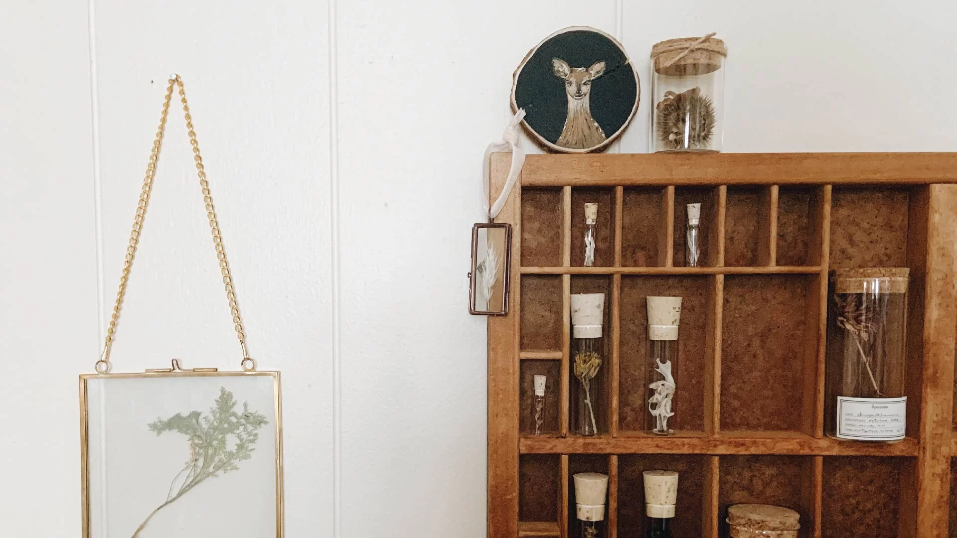 botanical art floral specimen pressings