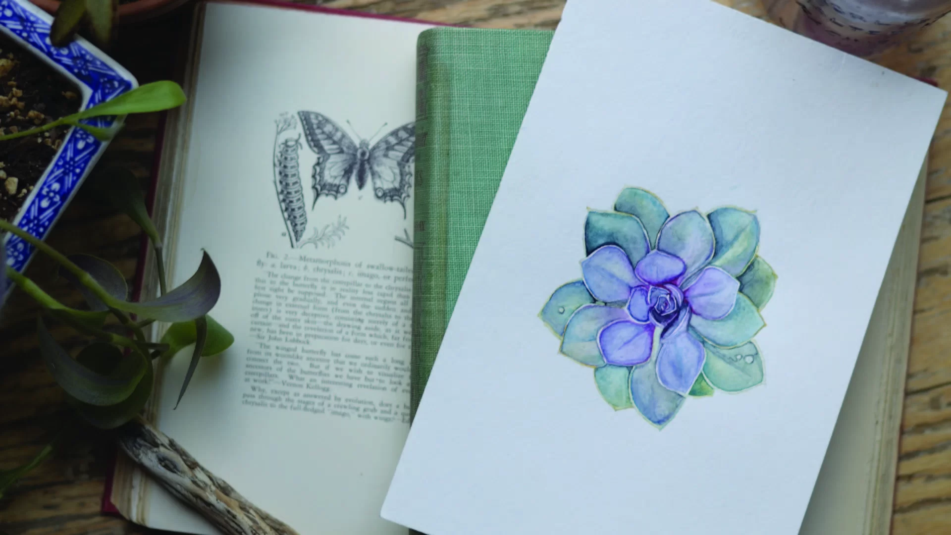 watercolor echevaria illustrator botanical